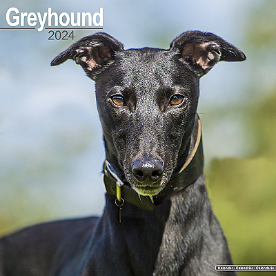 Greyhound Calendar 2024 (Square)